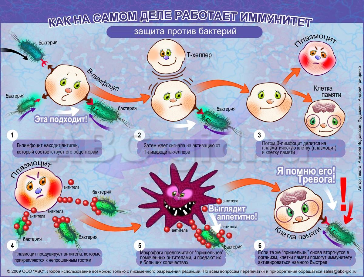 Укрепление иммунитета