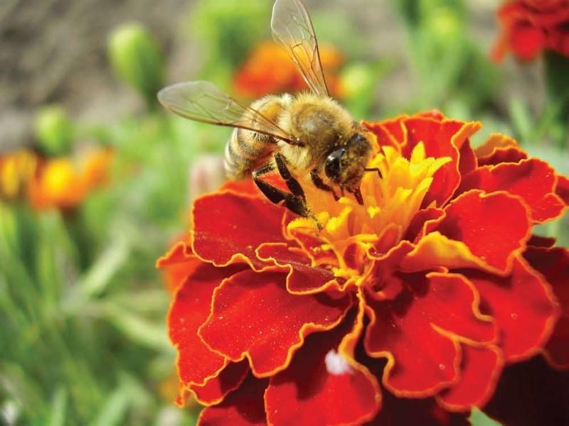 аллергия на укус пчелы помощь