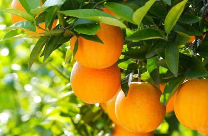 Насколько аллергичны апельсины и прочие цитрусовые?