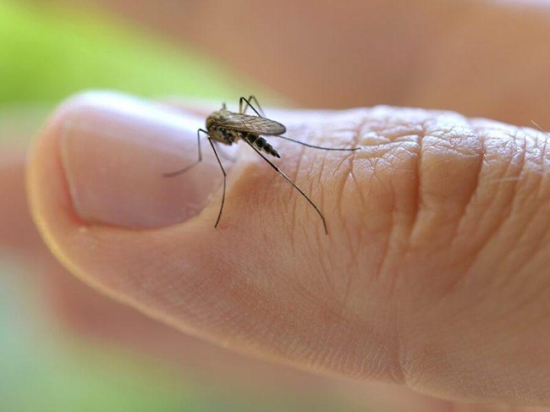 аллергия на укус комара лечение