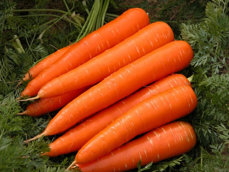 аллергия на морковь у младенца