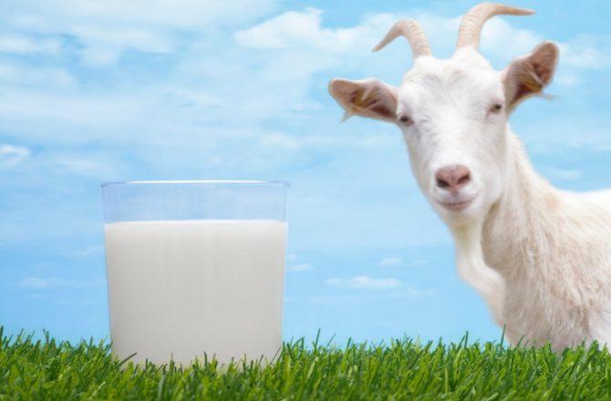 Козье молоко при аллергиях