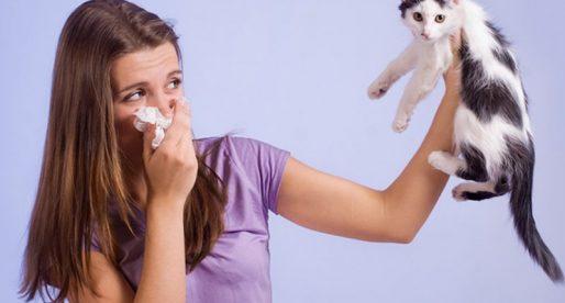 Кошки в доме и аллергия: Что делать?