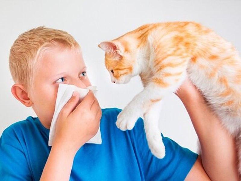 аллергия на кошек проявления