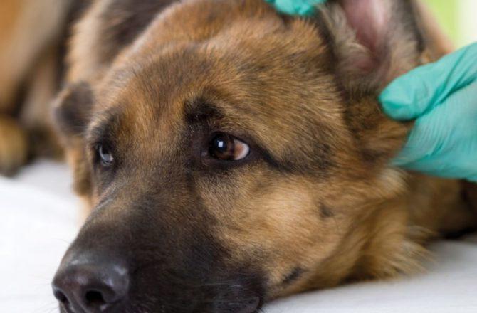 Может ли развиться аллергия у домашних собак?