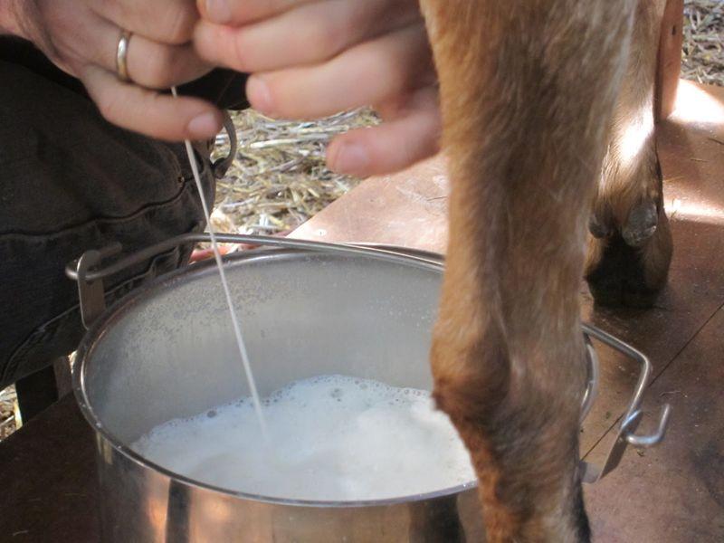 Козье молоко при аллергии коровье thumbnail