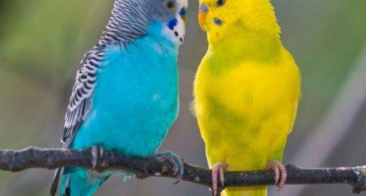 Может ли быть аллергия на попугаев