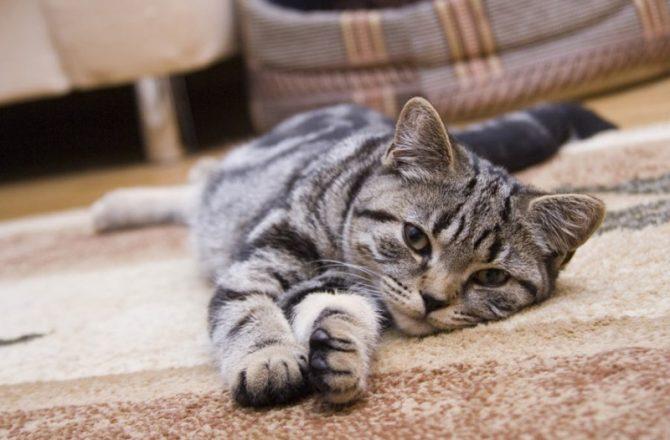 Могут ли кошки стать причиной аллергии?