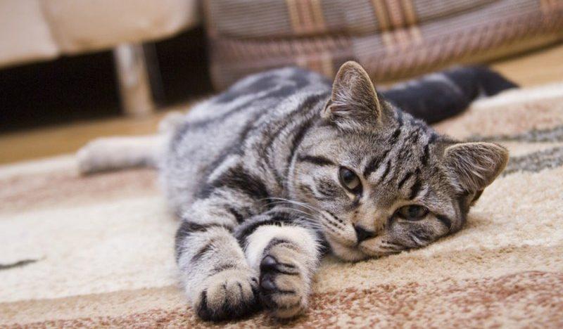 Могут ли кошки стать причиной аллергии?