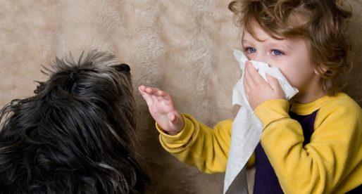 Собаки, которые не вызывают аллергию