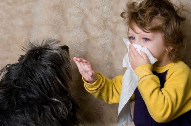 Собаки, которые не вызывают аллергию