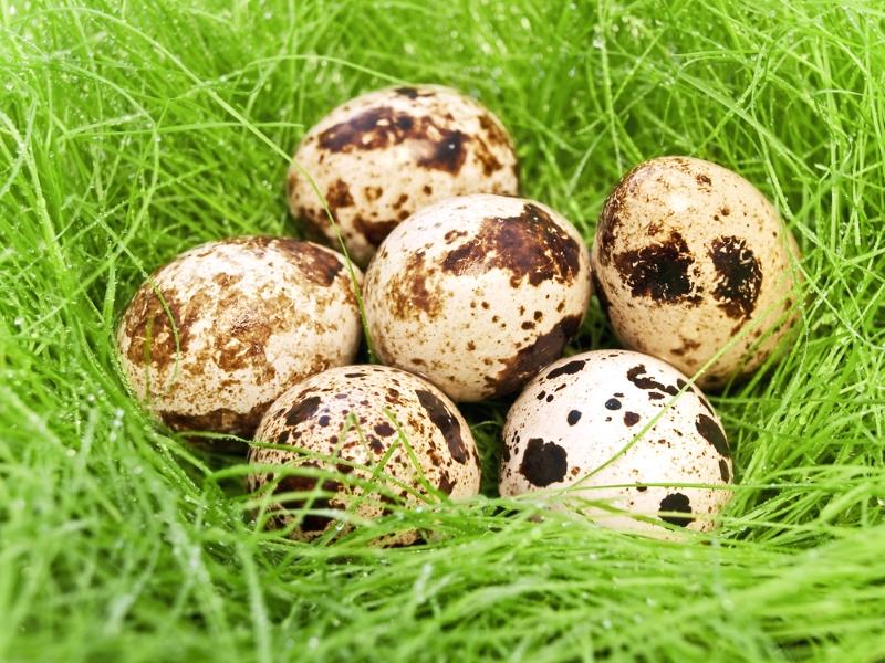 Может ли быть аллергия на перепелиные яйца у взрослых thumbnail